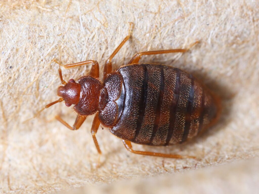 Bed Bug Treatment Services